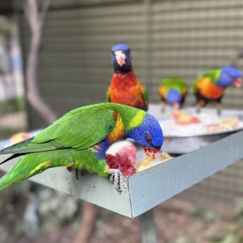 Featherdale Wildlife Park - Parks Near Me - Doonside, NSW Featherdale Wildlife Park - Parks Near Me - Doonside, NSW