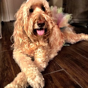 4E Kennels - Pet Breeders Near Me
