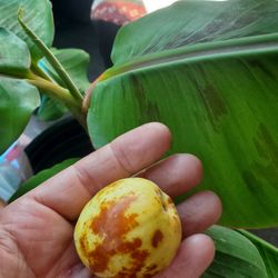 Local jujube and super dwarf banana tree
