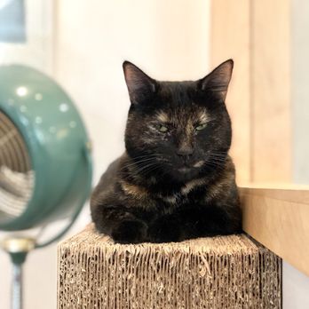 KitTea - Pet Adoption Near Me - San Francisco, California