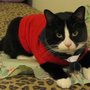 Photo of Pampered Cats