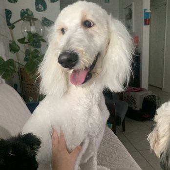 Dog Beauty Parlor - Delilah after being groomed - Pet Groomers Near Me - Henderson, Nevada