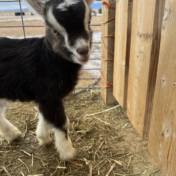 GingerSnap Rescue Ranch - Animal Shelters Near Me - Colorado Springs, Colorado