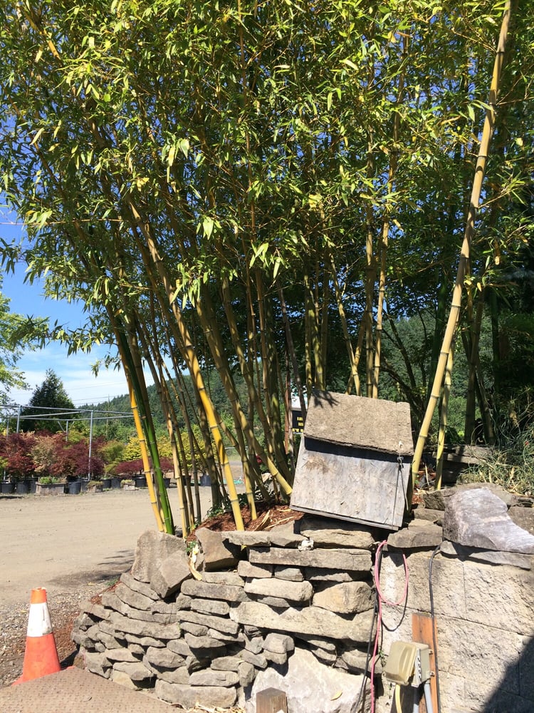 CLARKS WATER GARDEN Updated June 2024 1695 S Calapooia St