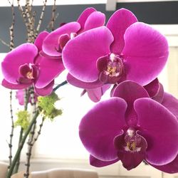 St. Helena Florist - Very nice quality orchids