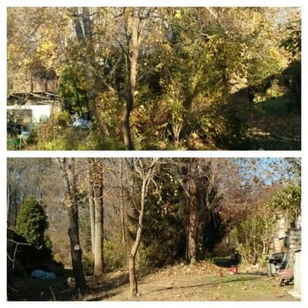 Springfield Tree & Land - two different views of a wooded area - Tree Services Near Me