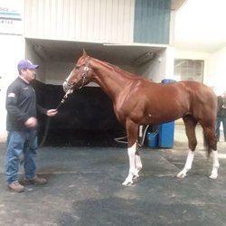 Kesmarc - Showing Bucchero