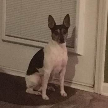 PAWS Pet Concierge Services - He can be charming - Pet Sitting Near Me - Cary, North Carolina