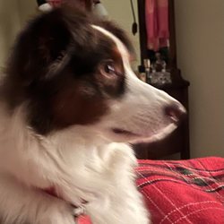 Village Animal Hospital - Our Australian Shepherd is one of Dr. Olson's biggest fans.  This office is staffed with kind and caring people.  TY Village Animal Hospital