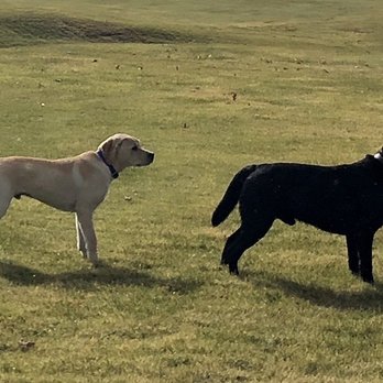 Invisible Fence Brand - Pet Training Near Me - Raleigh, North Carolina Invisible Fence Brand - Pet Training Near Me - Raleigh, North Carolina