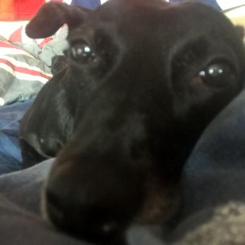 Brighton Dog Adventures - Dog Walkers Near Me - Brighton, BNH Brighton Dog Adventures - Dog Walkers Near Me - Brighton, BNH