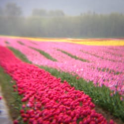 Agassiz Tulip Festival
