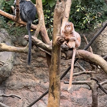 Bronx Zoo - Monkey - Zoos Near Me - Bronx, New York Bronx Zoo - Monkey - Zoos Near Me - Bronx, New York