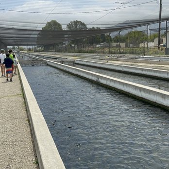Fillmore Fish Hatchery - Wildlife Control Near Me - Fillmore, California Fillmore Fish Hatchery - Wildlife Control Near Me - Fillmore, California