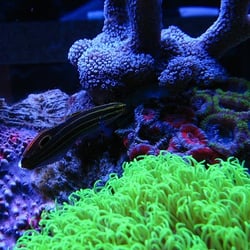 Blue World Aquariums - Only top quality livestock.