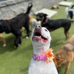 Paws N Pals Doggy Daycare