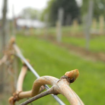 Black Birch Vineyard - Spring buds - Wineries Near Me - Hatfield, Massachusetts