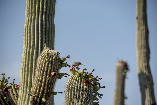 Photo of Gates Pass - Tucson, AZ, US.