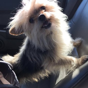 Tony's Pet Grooming - Pet Stores Near Me - Santa Ana, California