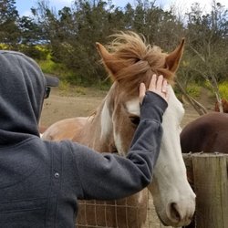 Return To Freedom American Wild Horse Sanctuary