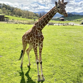 Wildlife Safari - What a beautiful giraffe! - Zoos Near Me - Winston, Oregon Wildlife Safari - What a beautiful giraffe! - Zoos Near Me - Winston, Oregon