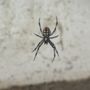 Gabriel & Sons Pest Control