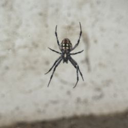 Gabriel & Sons Pest Control