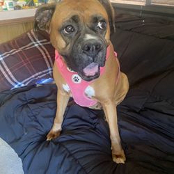 Rare pink panther dog
