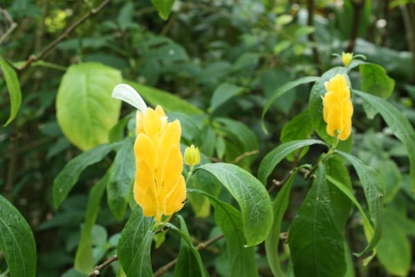 Kyoto Botanical Gardens by null