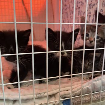 Touched by an Animal - Animal Shelters Near Me Touched by an Animal - Animal Shelters Near Me