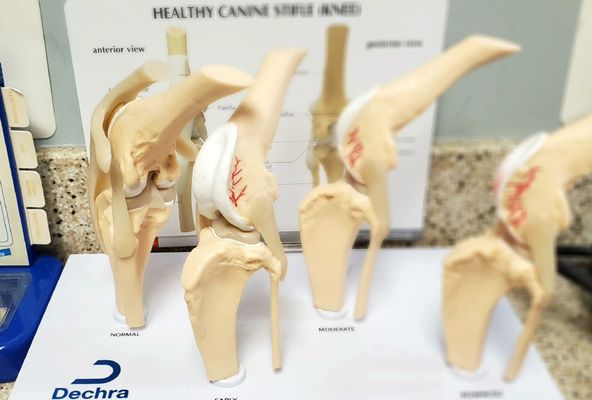 Waugh Chapel Animal Hospital