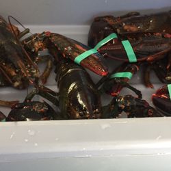 Turner Lobsters
