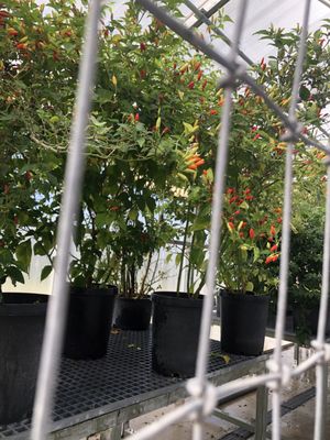 TABASCO Factory Tours by null