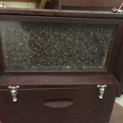 3Beez Honey Farm - Beeeez!