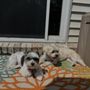 Photo of Premier Pet Supply