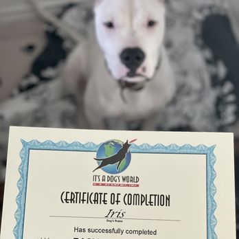 It's A Dog's World K-9 Academy - Pet Training Near Me - Glendora, California