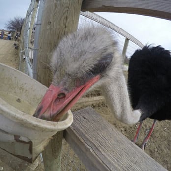 Ostrichland USA - Attraction Farms Near Me - Solvang, California Ostrichland USA - Attraction Farms Near Me - Solvang, California