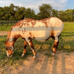 Megson Farms - Baby coming soon!