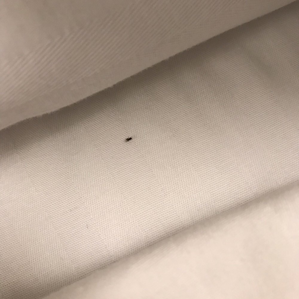 The Nest Hotel - Bug in bed - Hotels Near Me - Rapid City, South Dakota