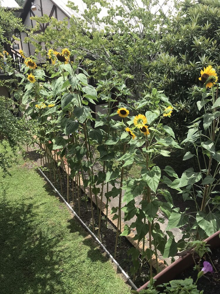 LYN VILLAGE APARTMENTS OF DELAND Updated September 2024 201 S