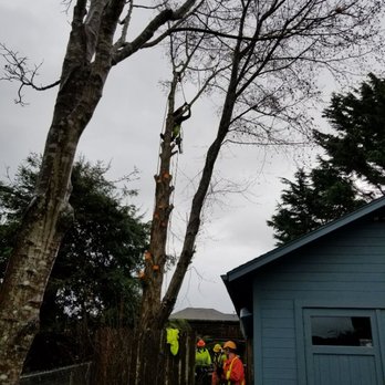 Professional Tree Services - Mature alder tree between neighbors house and chain link fence. Complete removal. Chipped and haul away wood. Not one thing broken. - Tree Services Near Me - Blue Lake, California