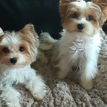 Yoli's Yorkies - My little blueberries from Yoli's Yorkies - Pet Breeders Near Me Yoli's Yorkies - My little blueberries from Yoli's Yorkies - Pet Breeders Near Me