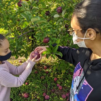 Jaswell's Farm - The 9 year old and 19 year old picking the perfect apples - Farmers Market Near Me - Smithfield, Rhode Island