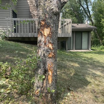 Huston's Tree Service - Damaged, mature cherry tree that may never recover. They are claiming this is not their fault. - Tree Services Near Me - Hopkins, Minnesota