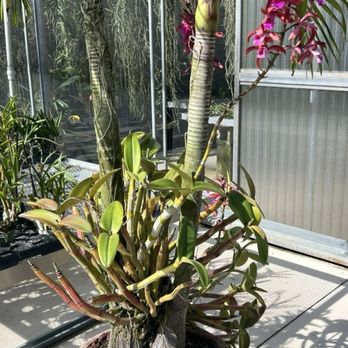 Palmer Orchids - Nurseries & Gardening Near Me - Bradenton, Florida