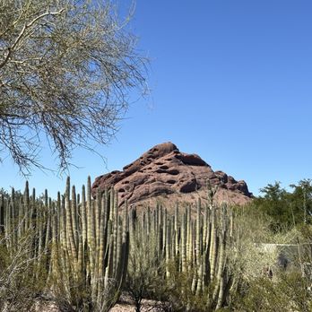 Desert Botanical Garden - Botanical Gardens Near Me - Phoenix, Arizona Desert Botanical Garden - Botanical Gardens Near Me - Phoenix, Arizona