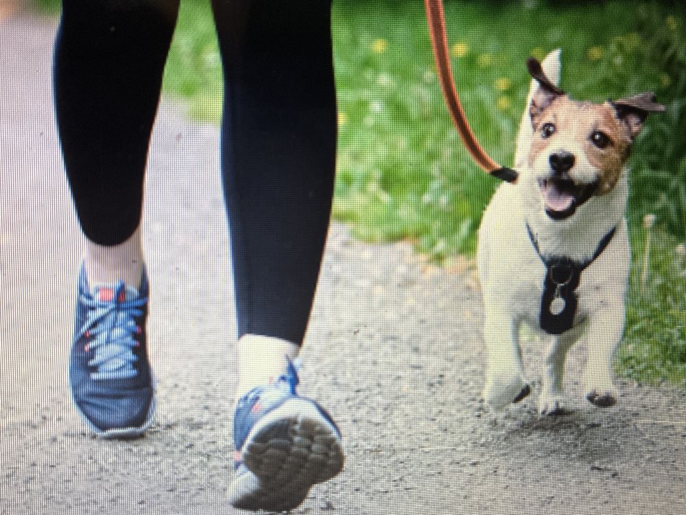 Be Pawsitive - pet boarding facility in Asheville, NC
