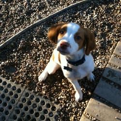 Midtown Groom & Board - Happy Mailman - Sadie, the new pup on the block