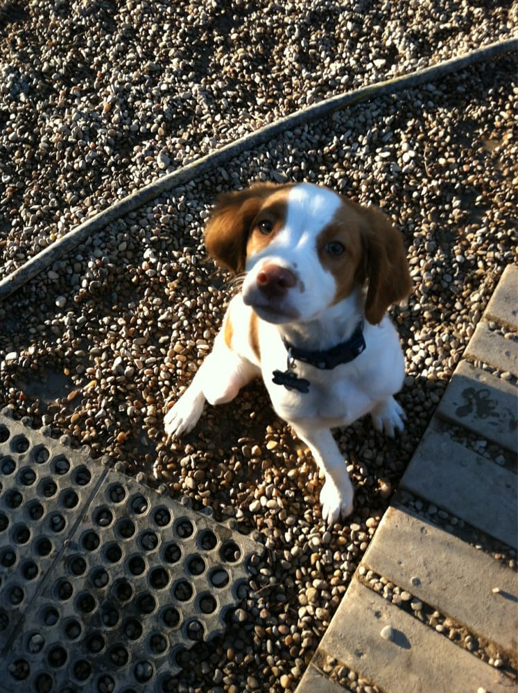 Midtown Groom & Board - Happy Mailman - pet boarding facility in Austin, TX