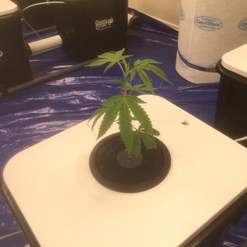 Clones On Fire - Cherry on top looking good - Cannabis Collective Near Me Clones On Fire - Cherry on top looking good - Cannabis Collective Near Me